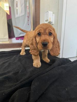 Cocker Spaniel welpen