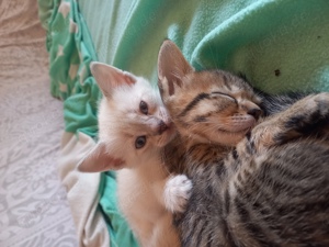 Weisse Bengal Mix Kitten 