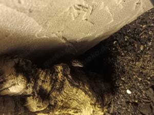 Verkaufe 0.0.1 ENZ Gonatodes antillensis aus 25