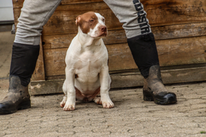 American Bully XL XXL Hündin 4 mon. ABKC - DDK9 - BOSSY - Bloodline - Schwarzwald Bullies