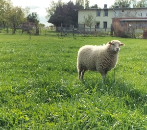 Quessantschafe Lämmer Zwergschafe