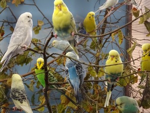 Vogelbörse Gamburg Sa. 6. Dezember 2025 Bild 7