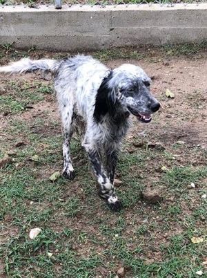 Setter Melo braucht noch sein "Plätzchen"