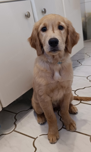  Golden Retriever Welpen mit Ahnentafel 