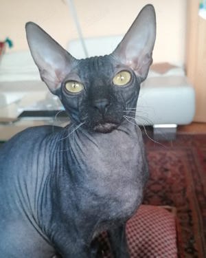 Sphynx Mix Entlaufen Gestohlen