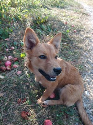 Hündin Lilli sucht eine Familie!!!