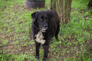 *SOLON* wurde fast vergessen. Er ist freundlich und lieb, sozial und leinenführig
