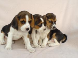 Beagle Welpen tricolor