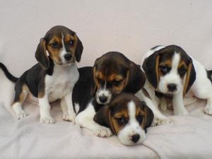 Beagle Welpen tricolor
