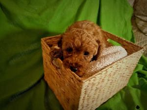 Maltipoo Welpen in apricot 