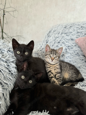 Süße Katzenbabys suchen ein schönes Zuhause!