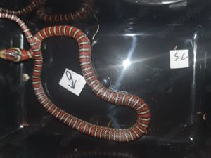 Lampropeltis knoblochi NZ 24 ( Chihuahua-Bergkönigsnatter)