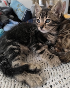 Reinrassige Bengalkitten mit Smaragdgrüner Augenfarbe 