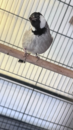 iraqkisch bulbul