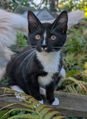 Frodo ein Maine Coon Mix Kitten Kater lieb und verspielt sucht ein Zuhause geimpft und gechipt