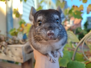 Chinchilla jüngere und ältere Böckchen und Weibchen 