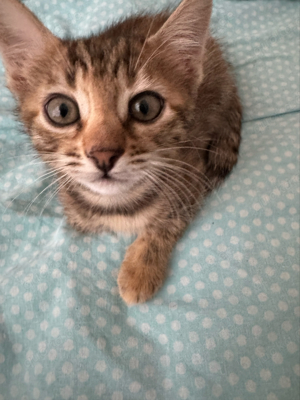 Baby Bengal Mix 