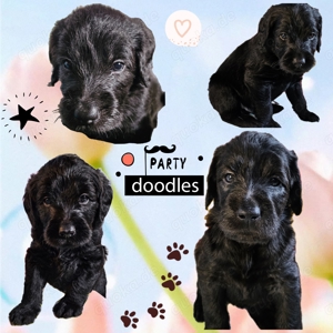 Labradoodle F1 - top sozialisiert und bewährt 