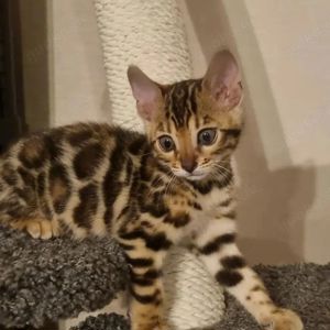 Bengalische Kätzchen zur Adoption!! WhatsAppen Sie uns unter::::01635733726   