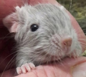 Verschiedene Degu-Babys suchen ein liebevolles Zuhause 