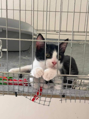Aaron, zauberhafter Jungkater, ca. 1 Jahr *in 51429 Bergisch Gladbach*