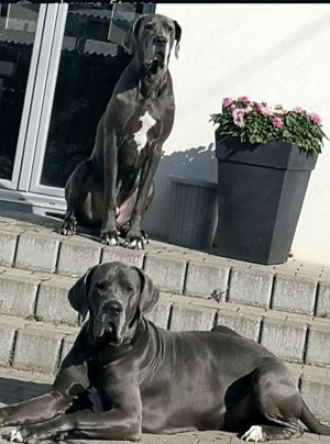 erfahrene Deutsche Dogge Deckrüde. blau. KEIN VERKAUF Bild 5