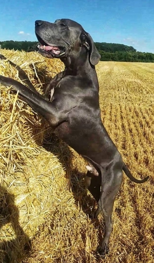 erfahrene Deutsche Dogge Deckrüde. blau. KEIN VERKAUF Bild 3
