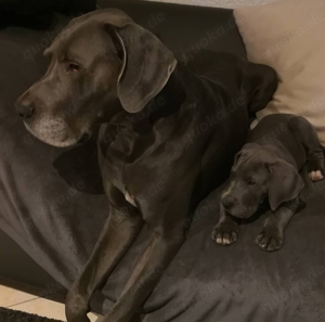 erfahrene Deutsche Dogge Deckrüde. blau. KEIN VERKAUF Bild 4