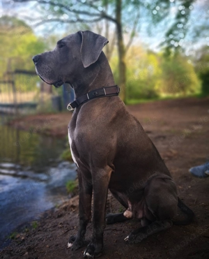 erfahrene Deutsche Dogge Deckrüde. blau. KEIN VERKAUF Bild 2