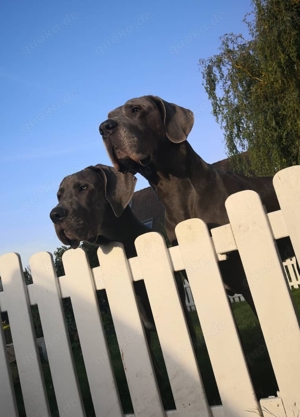 erfahrene Deutsche Dogge Deckrüde. blau. KEIN VERKAUF