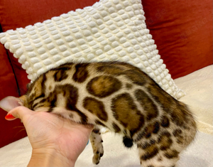 Schmuse Bengal Leoparden 