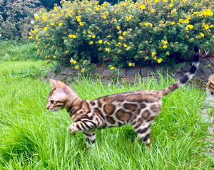 Wunderschöne Bengalkitten von Champions!