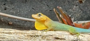 Anolis marmoratus marmoratus DNZ (1.1)