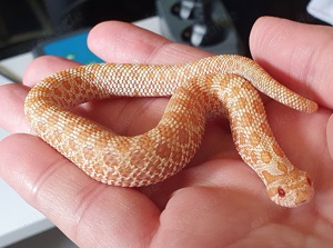 ** 1.0 Hakennasennatter Albino het lavender **