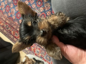 Yorkshire Terrier Welpen exklusiv 