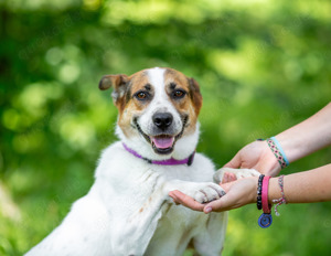 Shanti sucht eine ruhige, liebevolle Familie