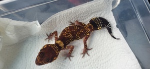 Underwoodsaurius milii Dickschwanzgecko Männchen