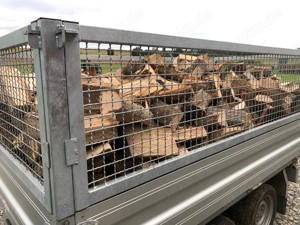 Verkaufe Brennholz Buche Eiche Esche Mix, 25 oder 33cm lang Bild 2