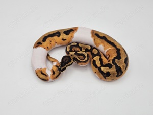 1.0 Orange Dream Piebald het Clown Königspython Python Regius Schlange