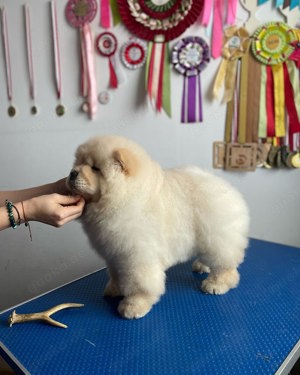 Chow Chow Weibchen sucht zuhause