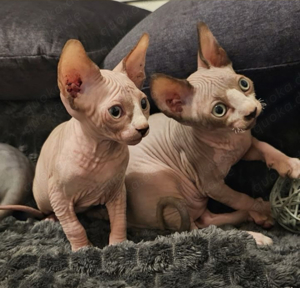 Canadian Sphynx Kitten mit Tasthaaren