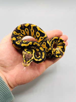 0.1 Orbit Pastel het Clown 