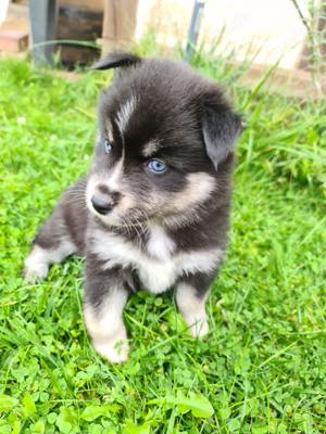 Pomsky Welpen Kitten F3