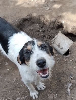JACK - Traumzuhause gesucht (wartet in Rumänien) Bild 6