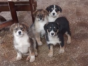 JACK - Traumzuhause gesucht (wartet in Rumänien) Bild 9