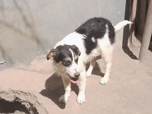 JACK - Traumzuhause gesucht (wartet in Rumänien) Bild 8