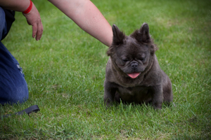 Französische Bulldogge Weibchen