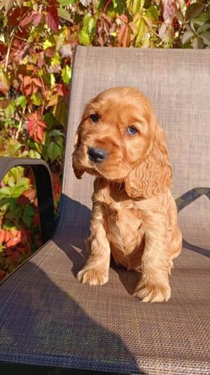 cocker spaniel welpen hündin