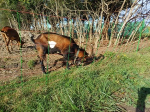 reinrassiger Tauernschecke Bock