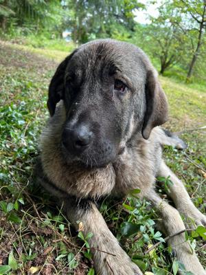 Kangal Rüde